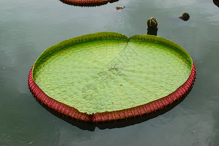 大莲花叶光盘圆形花园绿色叶子百合生长池塘图片