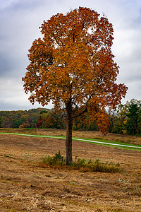 秋天的一棵孤橙树 在宽敞的露天田地日落晴天场地生态植物群爬坡叶子植物公园草原图片