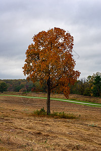 秋天的一棵孤橙树 在宽敞的露天田地草地国家风景草原农村叶子生态植物群日落蓝色图片