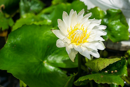 白莲叶子植物学水池植物群异国热带环境池塘花园花瓣图片