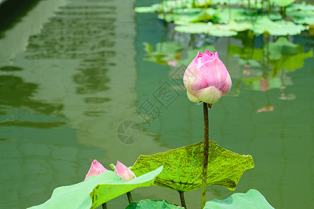 粉莲花热带美丽情调池塘植物群水池异国公园环境植物图片