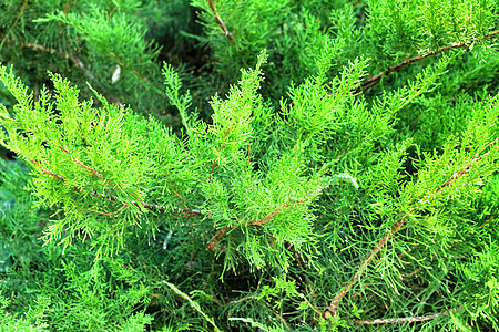 前卫的杜松植物木头花园草本植物森林叶子针叶植物群松树蕨类成人图片