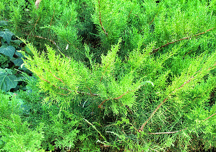 前卫的杜松植物衬套家庭蕨类公园叶子木头植物学森林刺柏灌木图片