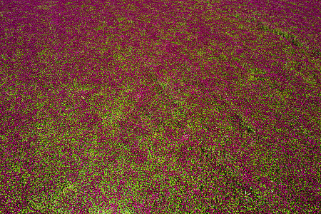 上方的红森三叶草场农场紫色草地风景天空三叶草森林粉色红色农业图片