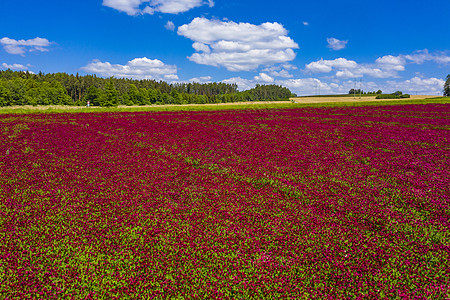 红河三叶田农业紫色粉色三叶草远景生长绿色农场红色天空图片