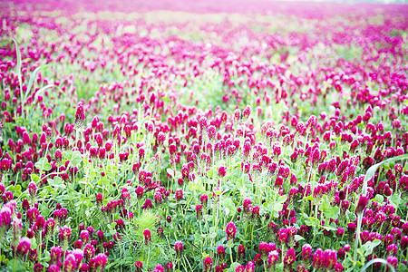 红河三叶田农业绿色草地生长场地红色粉色三叶草紫色农场图片