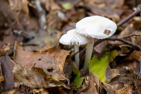 白蘑菇在叶子 苔和树丛间 山上树枝之间露出白色的蘑菇地面真菌美食地衣菌类树叶药品中毒木头孢子背景图片