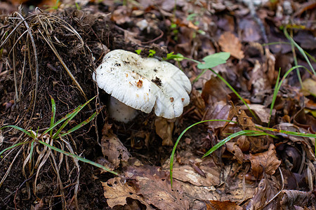 白蘑菇在叶子 苔和树丛间 山上树枝之间露出白色的蘑菇食物美食地衣树叶毒蝇锥体生长营养地面真菌图片