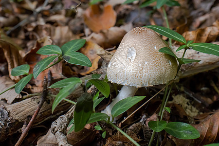 白蘑菇在叶子 苔和树丛间 山上树枝之间露出白色的蘑菇美食菌类生长营养中毒森林孢子树叶毒蝇地衣图片