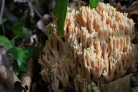 森林里的拉玛利亚巴利达白蘑菇 从草原绿色背景中冒出来生物苔藓荒野爬坡松树真菌食物植物群叶子季节图片