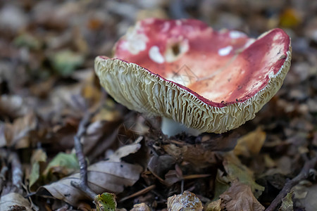 红蘑菇从树叶 苔和树枝之间流出来 在山上的树丛里菌类美食生长地面食物团体中毒危险药品森林图片