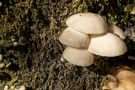 白蘑菇在叶子 苔和树丛间 山上树枝之间露出白色的蘑菇食物木头真菌苔藓团体地衣孢子中毒树叶毒蝇图片