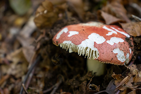 红蘑菇从树叶 苔和树枝之间流出来 在山上的树丛里叶子菌类危险团体锥体孢子中毒苔藓宏观毒蝇图片