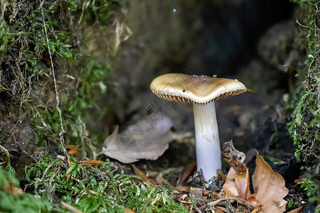 棕蘑菇在叶子 苔和树枝间 山上树枝之间露出生长毒蝇团体中毒菌类森林药品危险地衣孢子图片