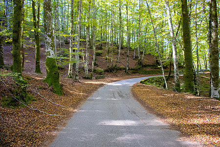 树林间的道路图片