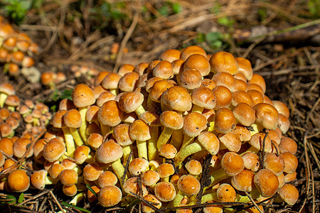 白蘑菇在叶子 苔和树丛间 山上树枝之间露出白色的蘑菇生长宏观团体锥体营养中毒真菌菌类危险美食图片