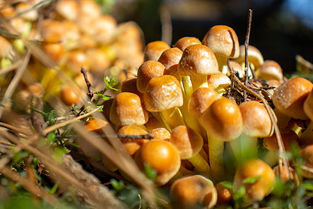 白蘑菇在叶子 苔和树丛间 山上树枝之间露出白色的蘑菇地面食物孢子菌类树叶木头团体毒蝇锥体苔藓图片