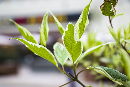 植物叶子的背景 自然背景 绿色和自然秀丽花园森林草地环境生物建筑季节墙纸柔软度光效背景图片