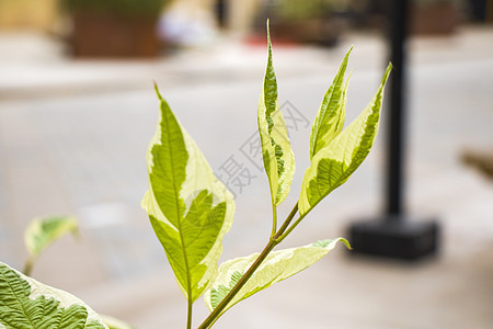 植物叶子的背景 自然背景 绿色和自然秀丽光效宏观公园环境草地森林活力花园建筑生物背景图片