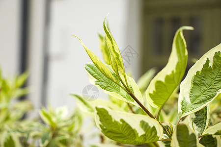 植物叶子的背景 自然背景 绿色和自然秀丽环境活力生态宏观草地森林墙纸公园季节生物背景图片