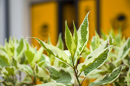 植物叶子的背景 自然背景 绿色和自然秀丽活力宏观季节光效公园墙纸生态柔软度生物草地背景图片