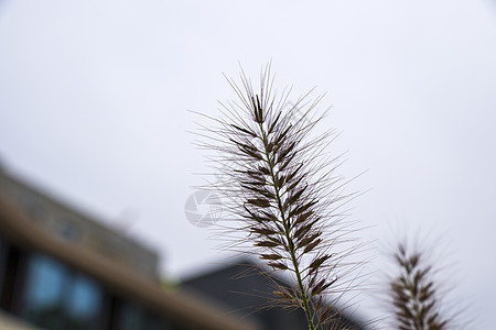 植物叶子的背景 自然背景 绿色和自然秀丽墙纸季节建筑环境森林生态柔软度草地宏观光效背景图片