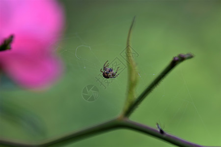 在她蜘蛛网中的蜘蛛 与粉红绿色的模糊背景相对图片