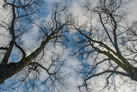 抬头看大树的图案花园植物公园天空环境季节木头叶子白色森林图片