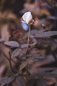 花园中孤立的白玫瑰芽图片