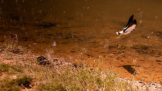 鸟飞近湖边水面的反射图片