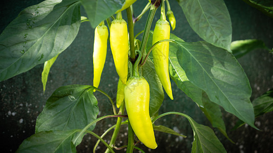 在家庭花园中有机种植香蕉胡椒图片
