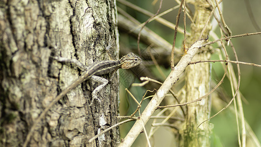 封闭树上的Agamid蜥蜴图片