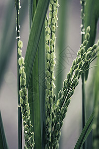 绿色水稻种植宏观特写照片图片