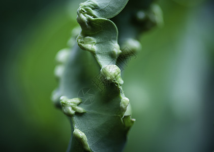 Cinnamon植物叶病 特写宏观照片图片