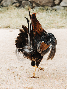 昂首阔步 野生动物 春天 野生 鲜艳的色彩 翅膀 国内 跳舞 棕色 乡村 农业 喙 食物 可爱的动物 村庄 风景 跳舞的公鸡 家图片
