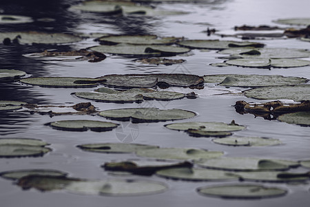 黑暗的阴凉水和莲花在大雨前离开图片