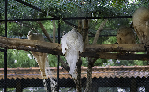 在鸟园休息的 稀有白孔雀图片