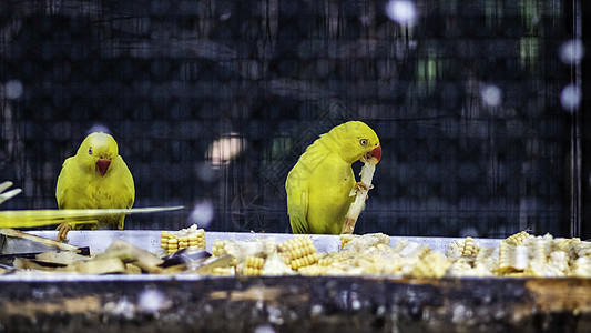 黄环鹦鹉吃甘蔗图片