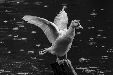 在木杆 绿水 黑白照片上展示其翼形白鸭图片
