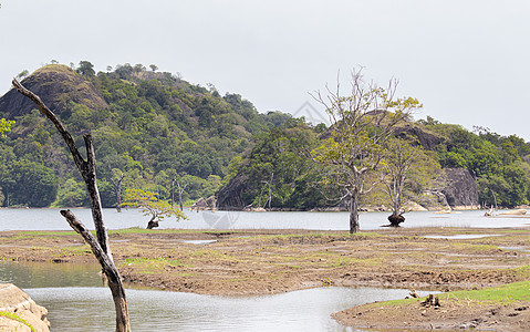 布杜鲁瓦加拉森林的旱季使储藏处的水位低 正在干涸图片