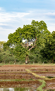 稻田附近的树木屋 保护作物免受动物的伤害图片