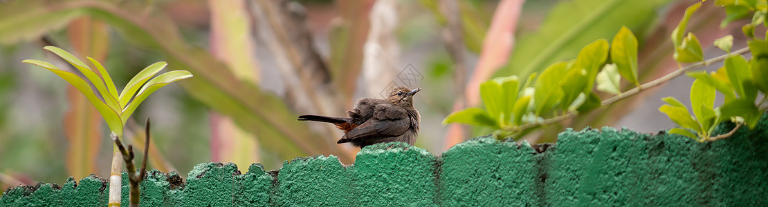 布莱斯的里德沃布勒鸟 在柔软的背景下 围在花园绿墙上羽毛枝条芦苇荒野翅膀尾巴鸟类动物摄影胚芽图片