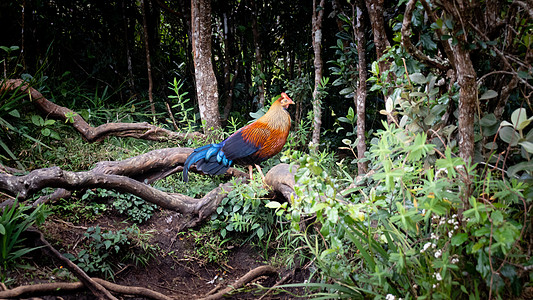 在霍顿平原发现的斯里兰卡丛林禽类国家尾巴保护动物男性碎石羽毛公园热带公鸡图片