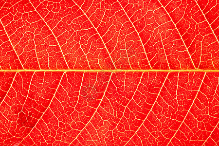 红秋叶的纹理和静脉贴合宏观植物季节橙子落叶植物群红色金子图片