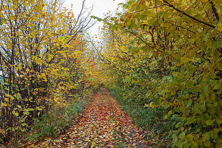秋天在巷子上掉落的彩色树森林公园叶子花园季节树叶农村胡同植物环境图片