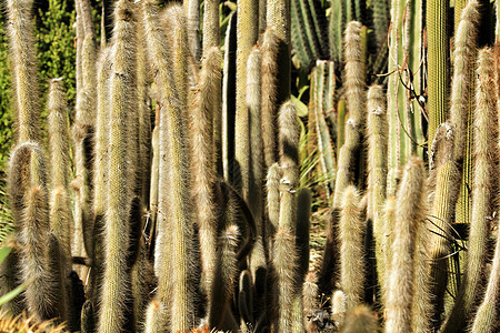 花园中的克利斯特劳斯地球仙人掌植物火炬异国沙漠环境植物群尖刺生长植物学公园园艺图片