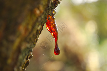 从受伤的树枝中渗出沙粒或树脂花园液体纤维素生长软泥硬木木头植物学滴水树桩背景图片