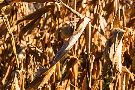田间末端有金子的季末田地玉米地麦田植物玉米收获蔬菜场地粮食种植园谷物图片