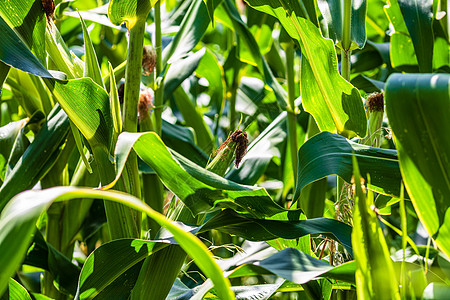 绿玉米种植场的阳光照亮 农业田地上绿色玉米的细节场地植物蔬菜玉米地草地农场收成农田麦田玉米芯图片