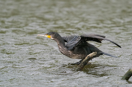 大黑焦蓝在捕鱼后烘干其羽毛荒野账单动物群碳水眼睛鸟类化合物翅膀脊椎动物野生动物图片